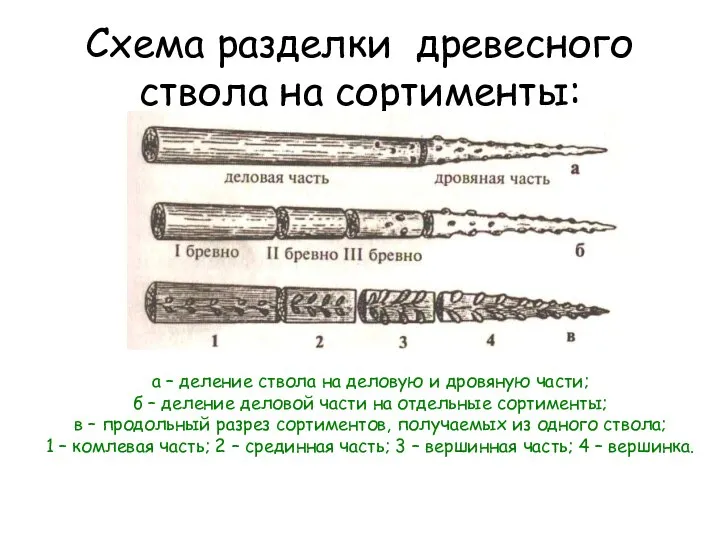 Схема разделки древесного ствола на сортименты: а – деление ствола на