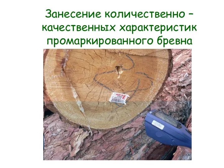 Занесение количественно – качественных характеристик промаркированного бревна