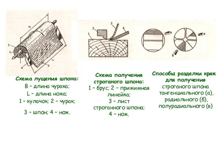 Схема лущения шпона: В – длина чурака; L – длина ножа;