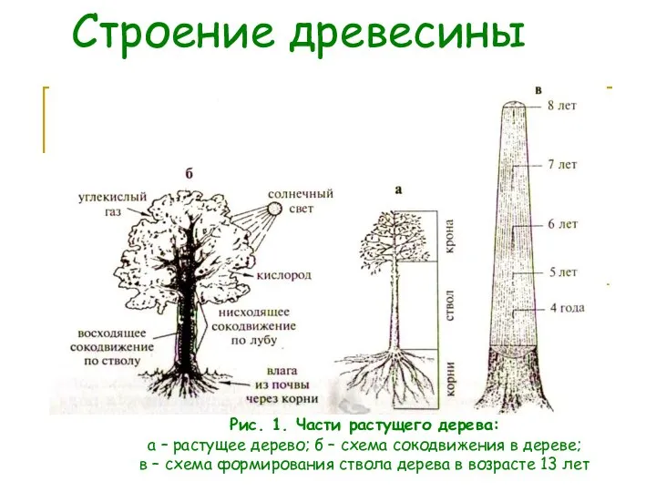 Строение древесины Рис. 1. Части растущего дерева: а – растущее дерево;