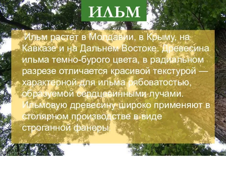 ИЛЬМ Ильм растет в Молдавии, в Крыму, на Кавказе и на