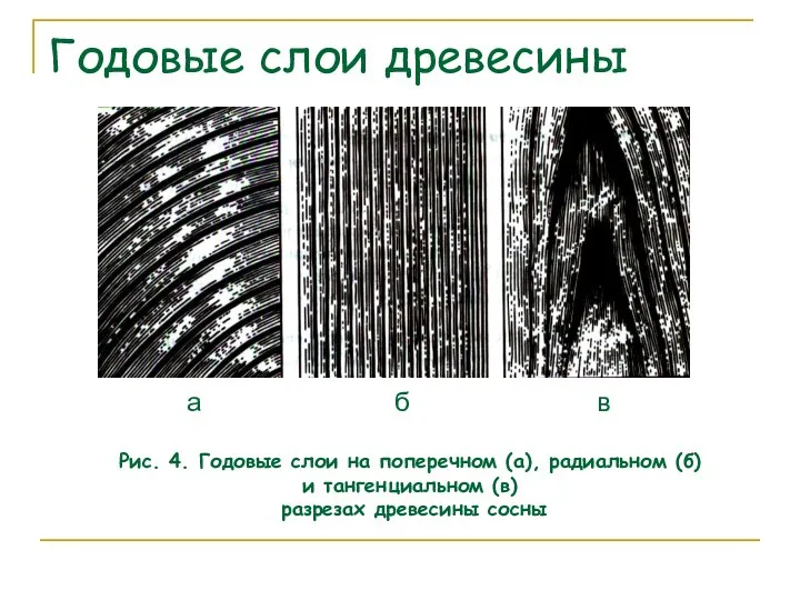 Годовые слои древесины а б в Рис. 4. Годовые слои на