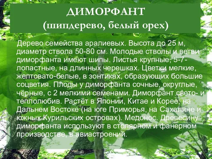 ДИМОРФАНТ (шипдерево, белый орех) Дерево семейства аралиевых. Высота до 25 м,