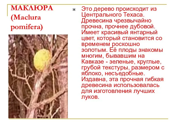 МАКЛЮРА (Maclura pomifera) Это дерево происходит из Центрального Техаса. Древесина чрезвычайно