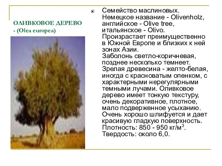 ОЛИВКОВОЕ ДЕРЕВО - (Olea europea) Семейство маслиновых. Немецкое название - Olivenholz,