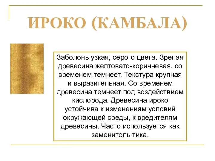 Заболонь узкая, серого цвета. Зрелая древесина желтовато-коричневая, со временем темнеет. Текстура