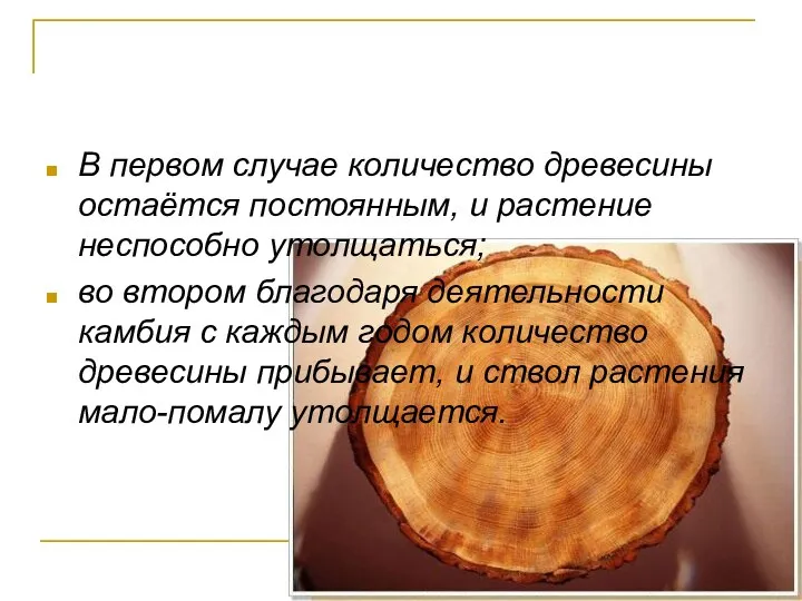 В первом случае количество древесины остаётся постоянным, и растение неспособно утолщаться;