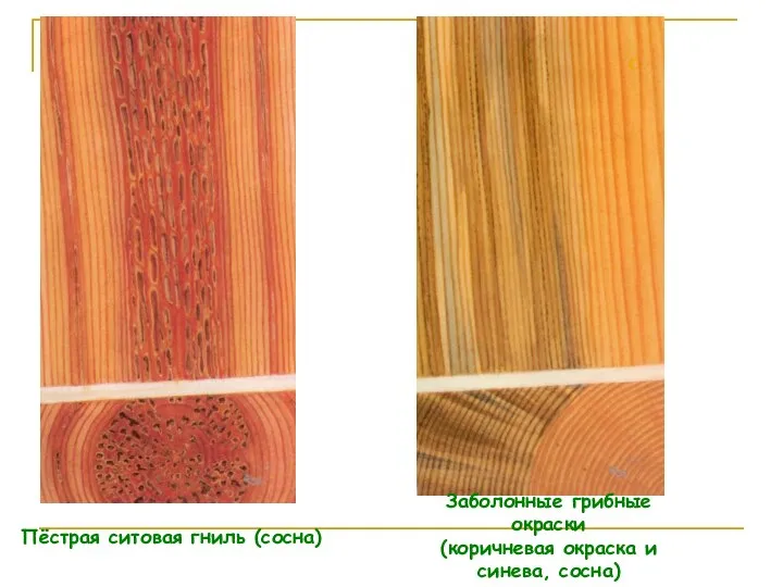 Пёстрая ситовая гниль (сосна) Заболонные грибные окраски (коричневая окраска и синева, сосна)
