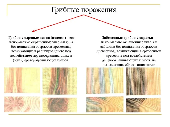 Грибные поражения Грибные ядровые пятна (полосы) - это ненормально окрашенные участки