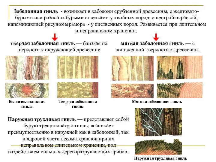 Заболонная гниль - возникает в заболони срубленной древесины, с желтовато-бурыми или