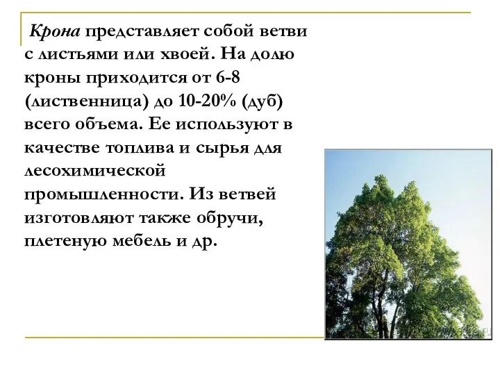 Крона представляет собой ветви с листьями или хвоей. На долю кроны