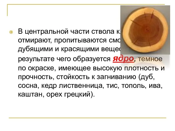 В центральной части ствола клетки отмирают, пропитываются смолистыми, дубящими и красящими