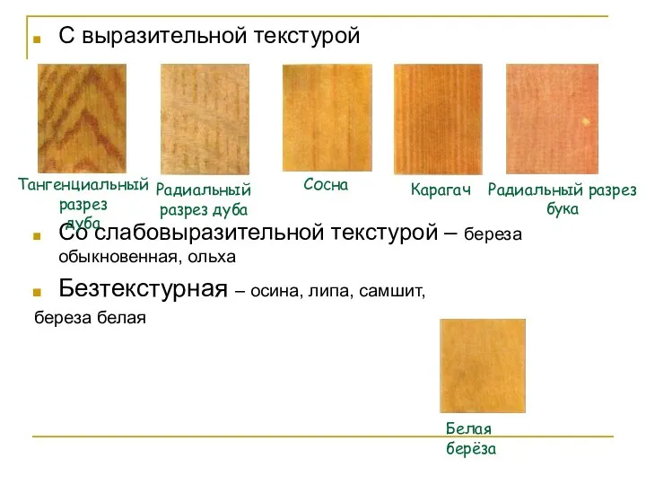 С выразительной текстурой Со слабовыразительной текстурой – береза обыкновенная, ольха Безтекстурная