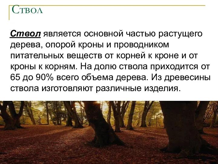 Ствол Ствол является основной частью растущего дерева, опорой кроны и проводником