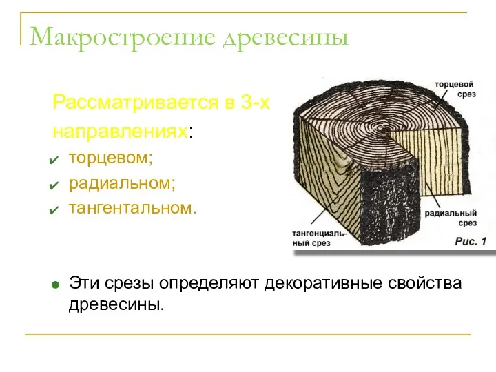 Макростроение древесины Рассматривается в 3-х направлениях: торцевом; радиальном; тангентальном. Эти срезы определяют декоративные свойства древесины.