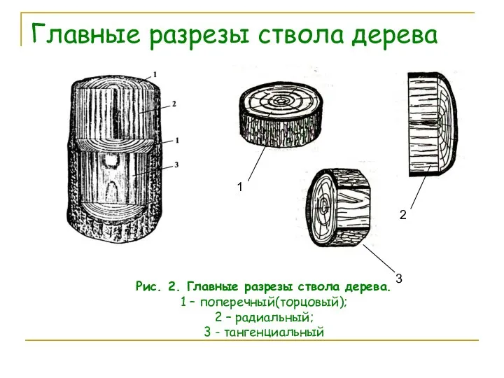 Главные разрезы ствола дерева Рис. 2. Главные разрезы ствола дерева. 1