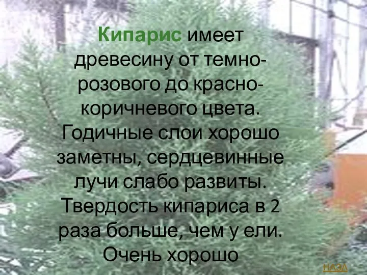 Кипарис имеет древесину от темно-розового до красно-коричневого цвета. Годичные слои хорошо