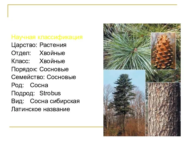 Кедр Сибирский Научная классификация Царство: Растения Отдел: Хвойные Класс: Хвойные Порядок: