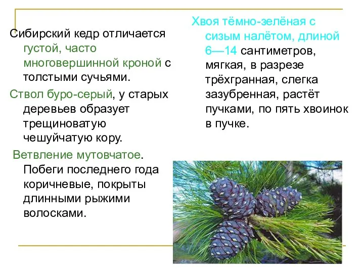 Сибирский кедр отличается густой, часто многовершинной кроной с толстыми сучьями. Ствол