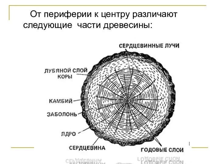 От периферии к центру различают следующие части древесины: