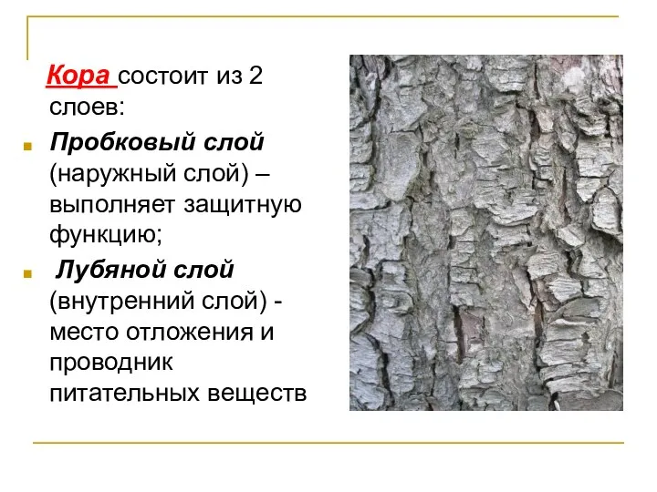 Кора состоит из 2 слоев: Пробковый слой (наружный слой) –выполняет защитную