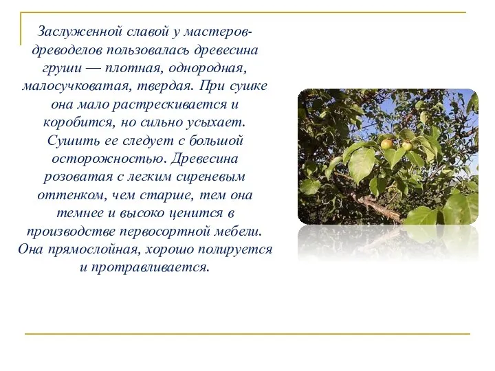 Заслуженной славой у мастеров-древоделов пользовалась древесина груши — плотная, однородная, малосучковатая,