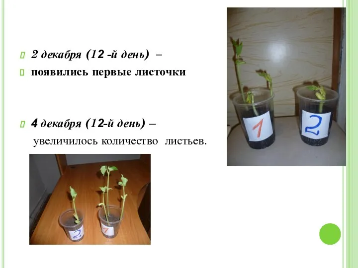 2 декабря (12 -й день) – появились первые листочки 4 декабря