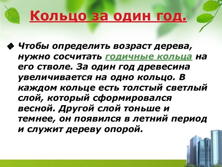 Кольцо за один год. Чтобы определить возраст дерева, нужно сосчитать годичные