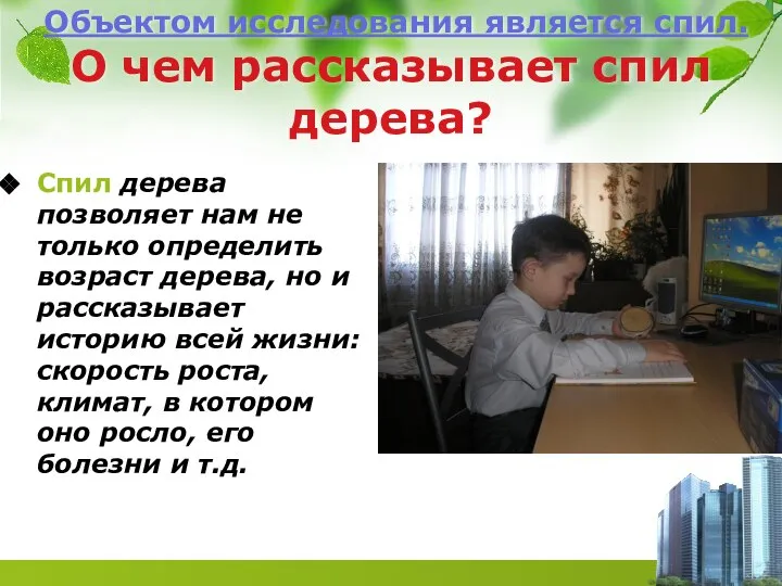 Объектом исследования является спил. О чем рассказывает спил дерева? Спил дерева