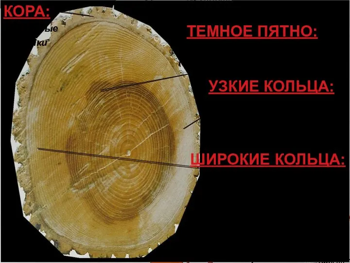 КОРА: Мертвые клетки ТЕМНОЕ ПЯТНО: Дерево было затронуто огнем (может, в