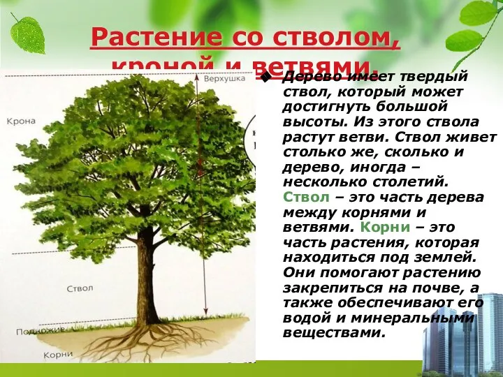 Растение со стволом, кроной и ветвями. Дерево имеет твердый ствол, который