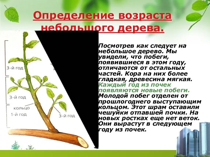 Определение возраста небольшого дерева. Посмотрев как следует на небольшое дерево. Мы