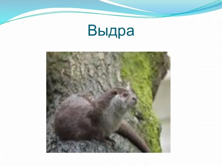 Выдра