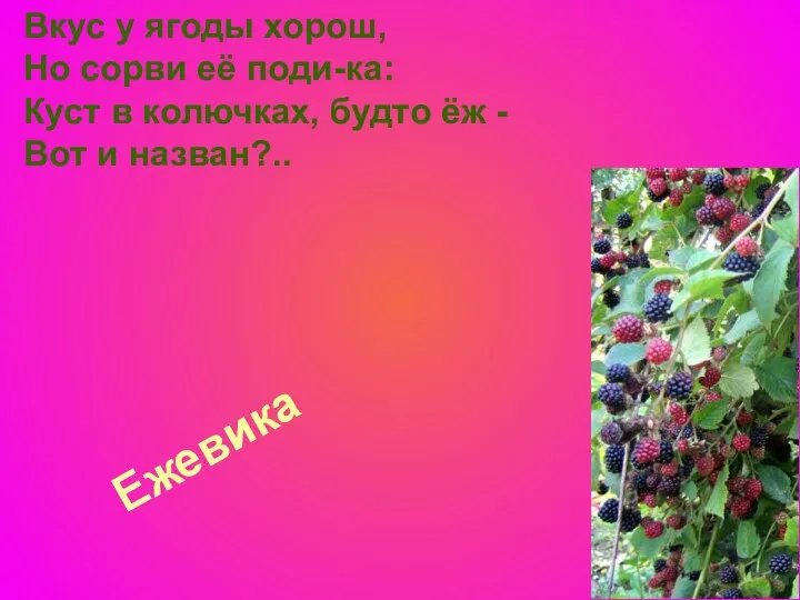 Ежевика Вкус у ягоды хорош, Но сорви её поди-ка: Куст в