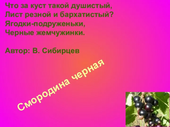 Смородина черная Что за куст такой душистый, Лист резной и бархатистый?