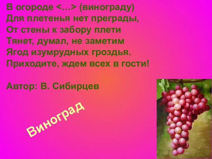 Виноград В огороде (винограду) Для плетенья нет преграды, От стены к