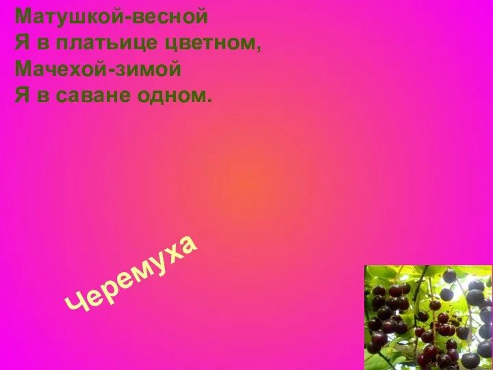 Черемуха Матушкой-весной Я в платьице цветном, Мачехой-зимой Я в саване одном.