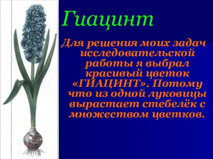 Гиацинт Для решения моих задач исследовательской работы я выбрал красивый цветок