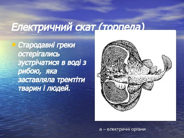 Електричний скат (торпеда) Стародавні греки остерігались зустрічатися в воді з рибою,