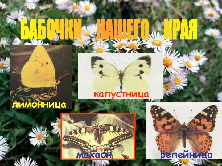 БАБОЧКИ НАШЕГО КРАЯ лимонница капустница махаон репейница