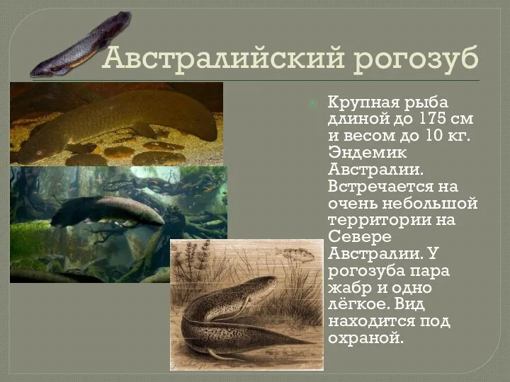 Австралийский рогозуб Крупная рыба длиной до 175 см и весом до