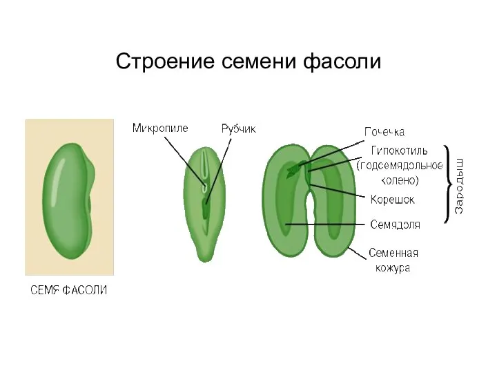 Строение семени фасоли