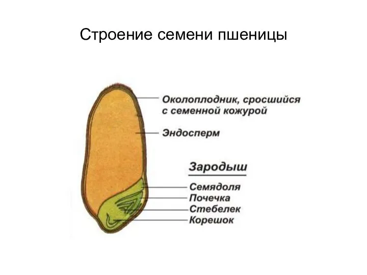 Строение семени пшеницы