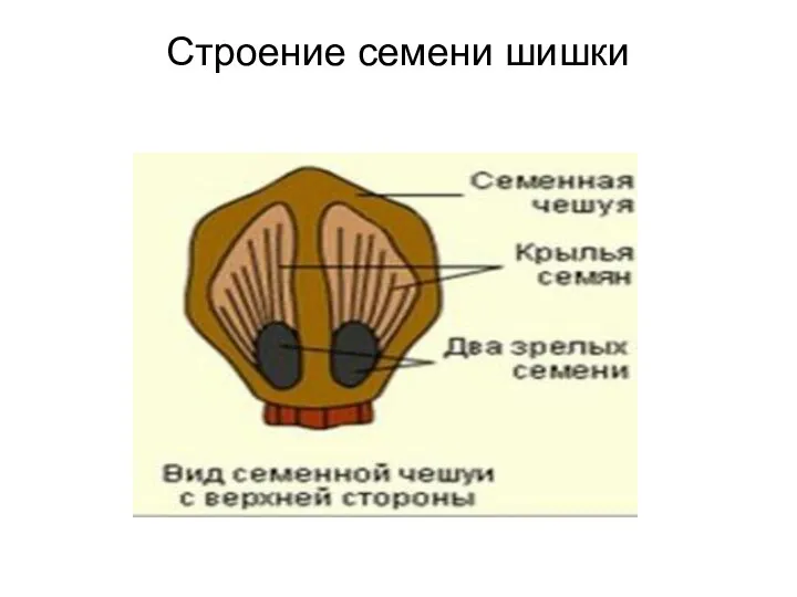 Строение семени шишки