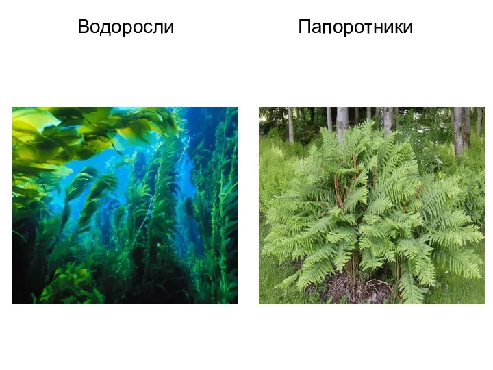 Водоросли Папоротники