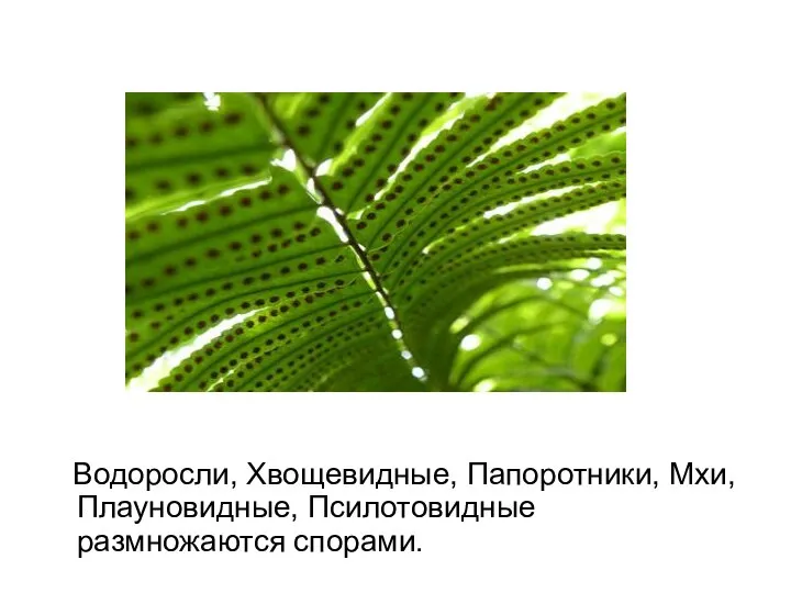 Водоросли, Хвощевидные, Папоротники, Мхи, Плауновидные, Псилотовидные размножаются спорами.