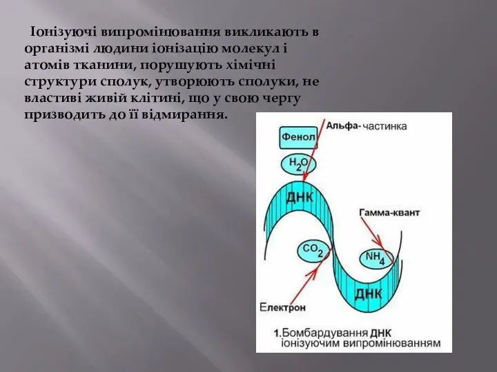 Іонізуючі випромінювання викликають в організмі людини іонізацію молекул і атомів тканини,