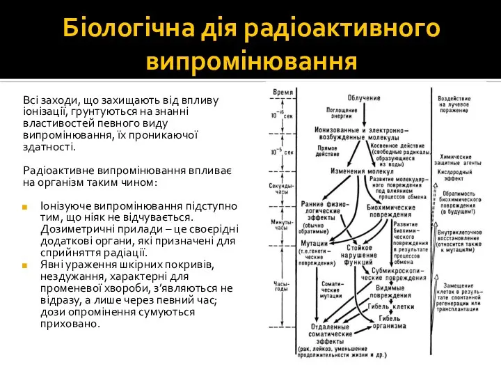 Біологічна дія радіоактивного випромінювання Всі заходи, що захищають від впливу іонізації,