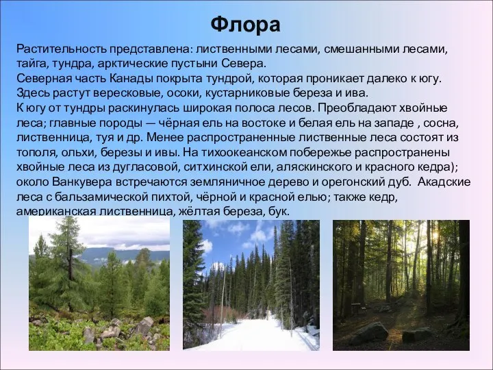 Флора Растительность представлена: лиственными лесами, смешанными лесами, тайга, тундра, арктические пустыни