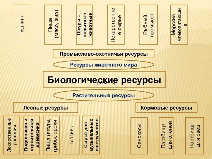 Биологические ресурсы Лесные ресурсы Кормовые ресурсы Растительные ресурсы Лекарственные растения Поделочная